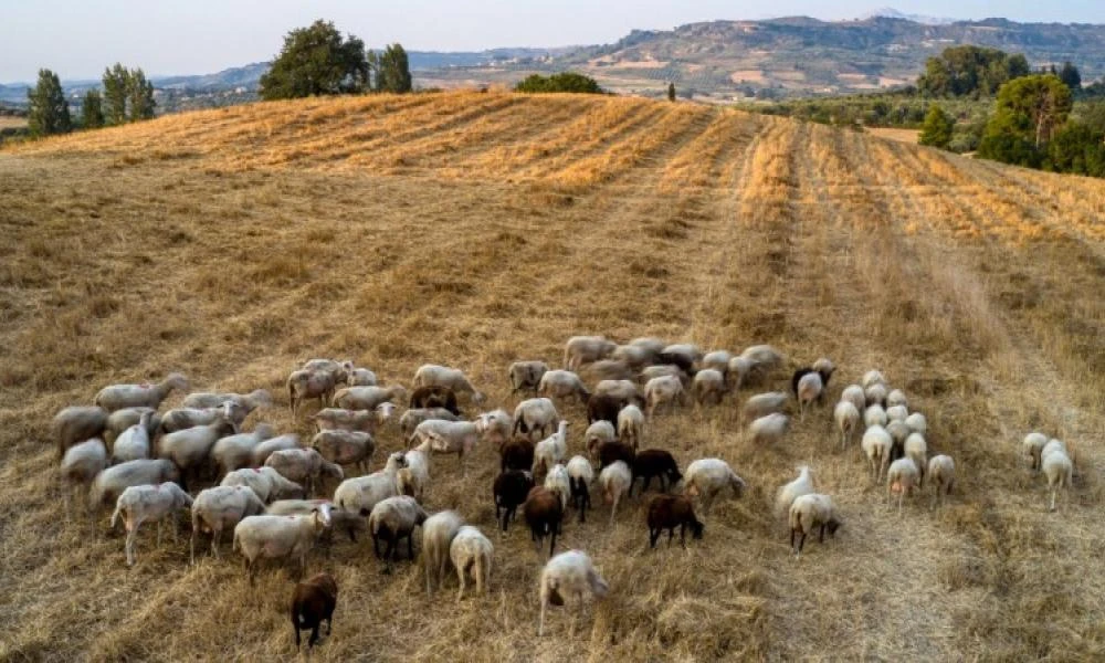 Η ευλογιά των προβάτων προκαλεί φόβο για ελλείψεις σε γάλα και κρέας - Κραυγή αγωνίας από τους κτηνοτρόφους